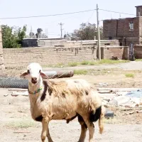 قوچ پلنگی