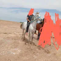 اسب