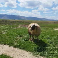 گوسفند میش چاق