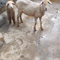 برندیر
