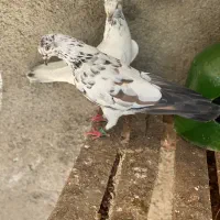 کفتر|پرنده|گرگان, |دیوار