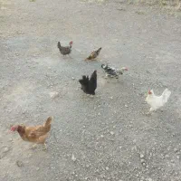 تخم مرغ گلین