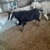 بزکهره دارجوان