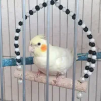 عروس هلندی پیدا شده