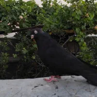 سیاه ابادانی