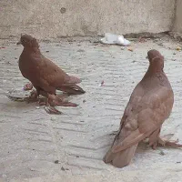 دو جفت کفتر رواعب نر و ماده سالم و سرحال