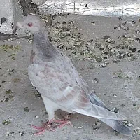 کبوتر هفترنگ