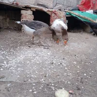 غاز فروشی نر ماده