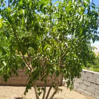 باغ-نقلی-اجیلی