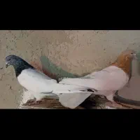 کبوتر