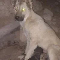 توله