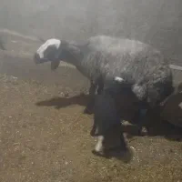 یک عدد میش شال