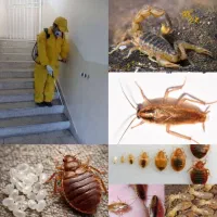 سمپاشی(با مجوز رسمی)موریانه زدایی سوسک ریز ساس موش