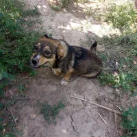 سگ پاکوتاه نرماده.واگذار