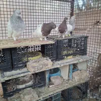 موکت دوجفت کله ای آس