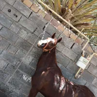 مادیان آبستن دره شوری
