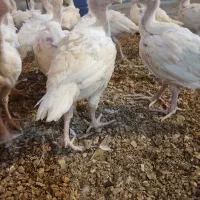 جوجه بوقلمون 35روزه 1کیلو به بالا گوشتی