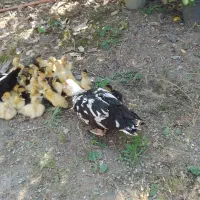 تعدادی جوجه اردک اسرائیلی به فروش میرسد