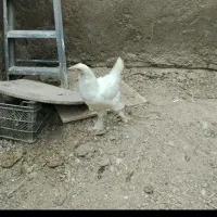 پرنده تزئینی
