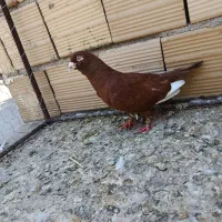 پرنده