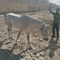خرید و فروش اسب بارکش و پالونی