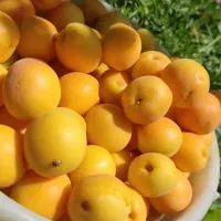 لواشک خانگی