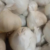 سیر درشت وسفید