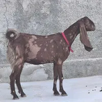 بز هول تکاوری ابستن