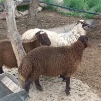 میش هترو،با بره