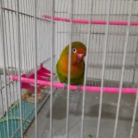 دوجفت کوتوله ویک تکی صحبتی ودوتاعروس ۶تومان