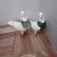 جفت طوقی