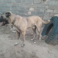 سگ سرابی|سگ|خواف, |دیوار