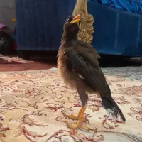 مرغ مینا جوجه ۲ ماهه نر شاه تخم