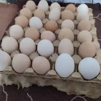 تخم مرغ محلی