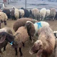 گوسفند زنده