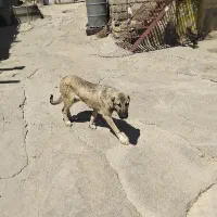 توله پنج ماهه