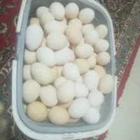 تخم مرغ کردی تازه