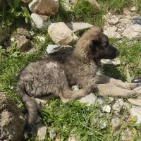 فروش طوله سگ سرابی ماده ۲ماهه هست