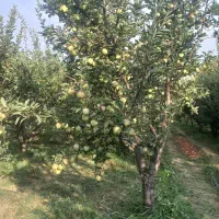 سیب|خوردنی و آشامیدنی|چاراویماق, |دیوار
