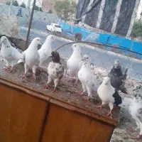 کبوتر
