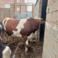 گوساله سمینتال