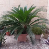 سیکاس ۱۷ ساله با ۴ پاجوش