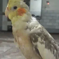 گمشده