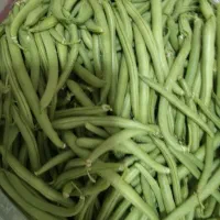 لوبیا سبز