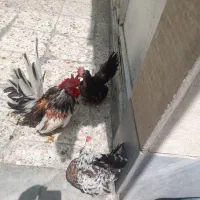 مرغ وخروس مینیاتوری