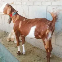 بز افغانی سه قلو زاه
