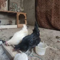 مرغ و خروس گلین