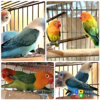 طوطی برزیلی|پرنده|تهران, دبستان|دیوار