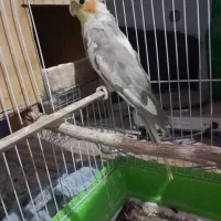 عروس هلندی ماده