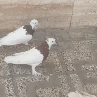 کبوتر
